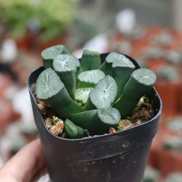 1Year 4CM Succulents Plant Shiragiku Maughanii Haworthia Liliaceae Home Garden