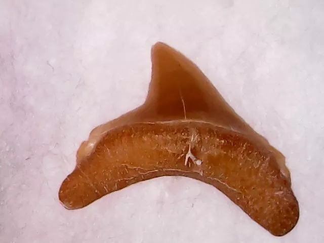 Shark Tooth - Alopias Hermani Bartonien Lateral Kazakhstan 1Mar22 2