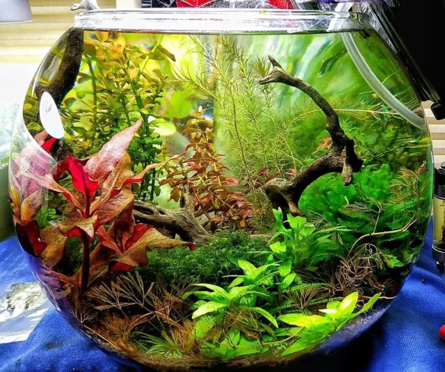Clear Glass fish bowl round Terrarium jar 36cm D /30 cm H planter 18 pints
