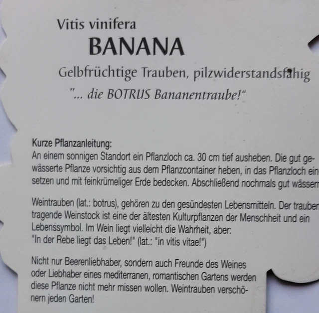 Vitis vinifera Banana Weinrebe Tafeltraube Wein Weintraube Winzersorte 2