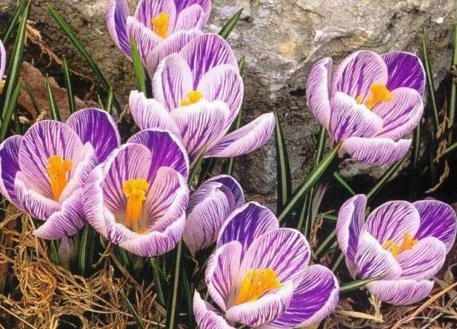 Light Purple Saffron Crocus Flower Seeds Heirloom Pretty Purple Garden Flowers