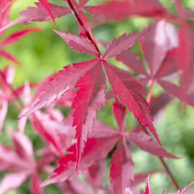 Japanese Red Maple Acer palmatum 'Atropurpureum' Red Leaves in a 10.5cm Pot 3