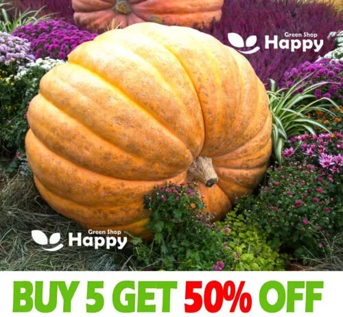 Pumpkin Atlantic Giant - 15 Seeds - Monster Pumpkin Up To 500Kg - Pumpkin Dills