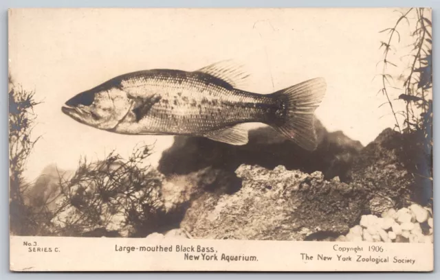 Postcard No. 3 Series C Large Mouthed Black Bass NY Aquarium c1906 RPPC U110