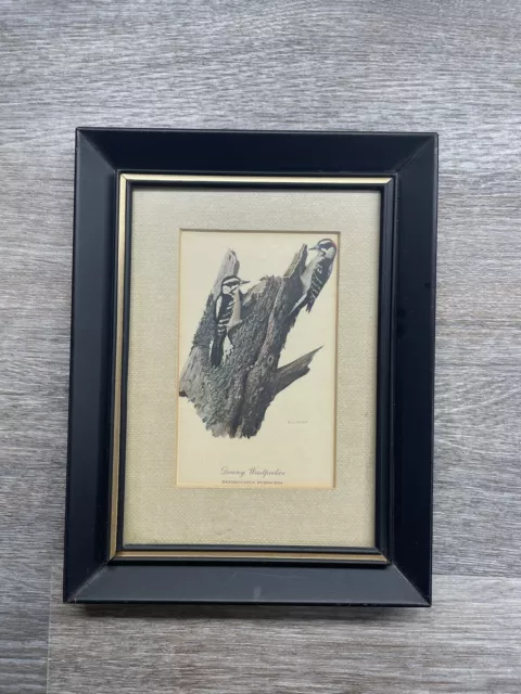 Ray Harm Downy Woodpecker Bird Framed Print-SE Kentucky Black Painted Frame
