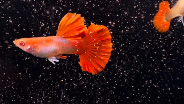 1 Trio Abino Red Rose - Live Guppy Fish Aquarium 2F1M ( Overnight Shipping)Video