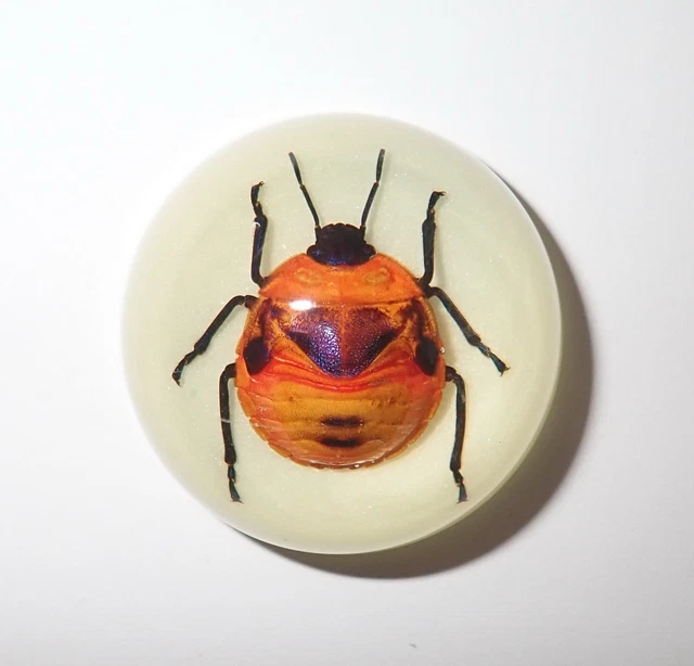 Insect Dome Magnet Flower Bug Specimen Round 38 mm Glow in the Dark