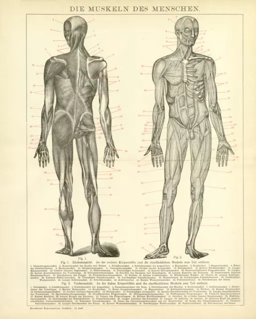 Mensch Muskeln Anatomie historische Bildtafel antike Grafik Holzstich ca. 1892