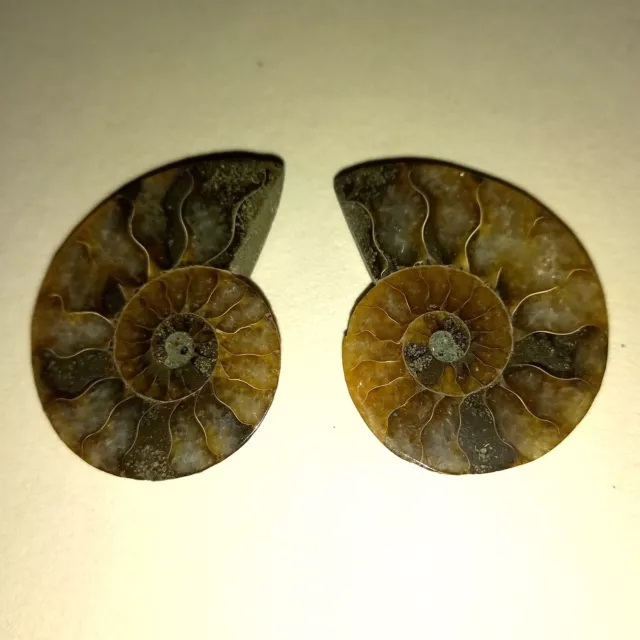 Coppia Phylloceras Lucidata Ammonite Madagascar Ammoniti 4cm Spirale Fossile n. K15