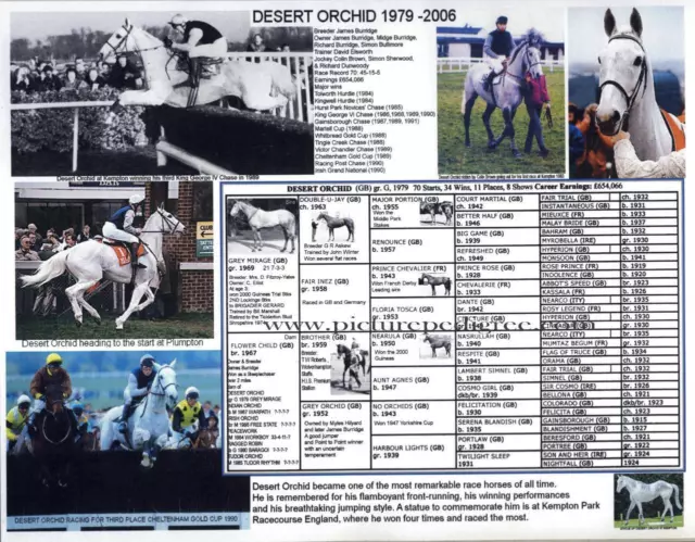 Grey Race Horse Famous UK Steeplechaser Desert Orchid picture pedigree