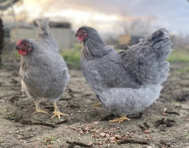 10+ Lavender Wyandottes (100% Lavender) Hatching Eggs- Sunbird Farms CA-NPIP