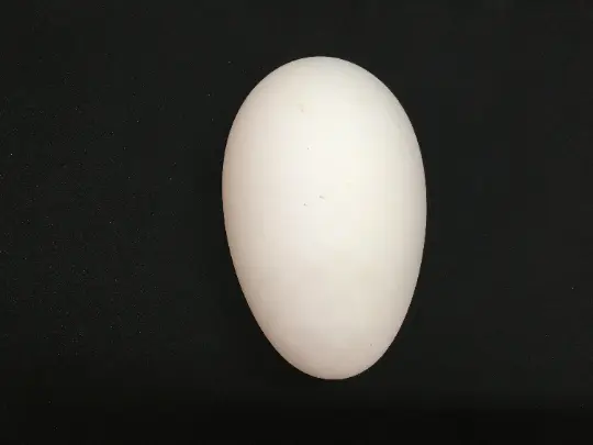 Cáscara de huevo de ganso hueca soplada para elaboración ~ VARIAS DISPONIBLES