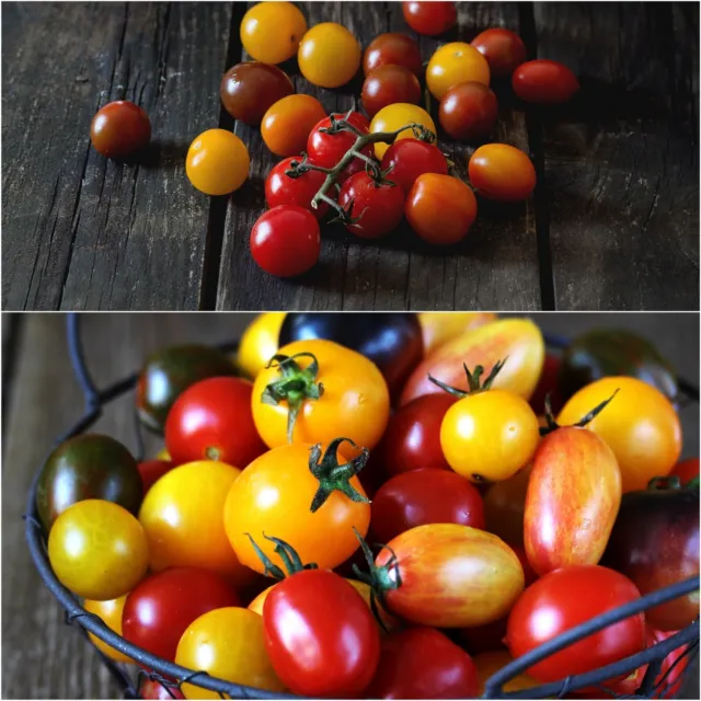 Tomato CHERRY MIX 30 Seeds RAINBOW MIXED TOMATOES vegetable HAPPY VALLEY SEEDS