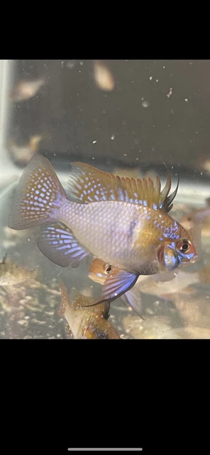5 Cichlid Rams- German Angel  Blue Ram - RARE FISH