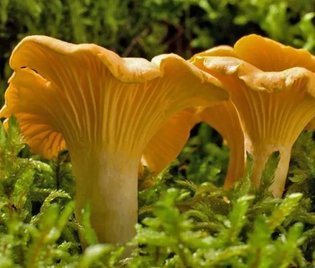Mycélium de Girolle Jaune - Kit de culture Champignons - grow mushrooms kit