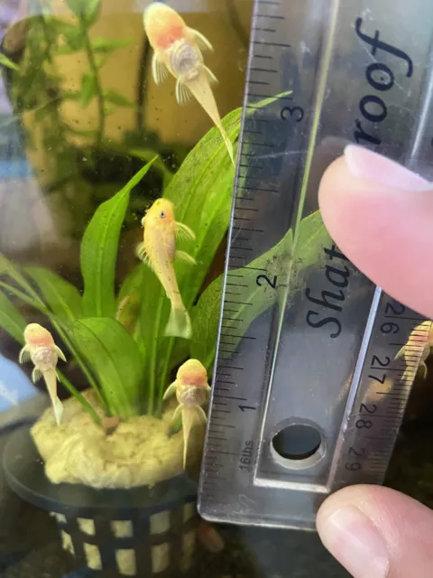 L144 PLECO BLUE EYE LEMON BRISTLENOSE Juvenile Live Freshwater Fish Unsexed