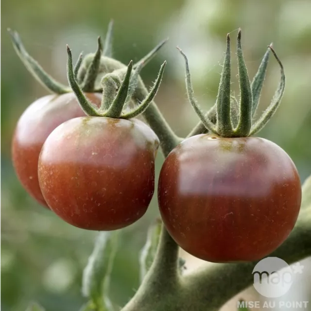 **** 40 graines de tomates Black Cherry Non traitées*****