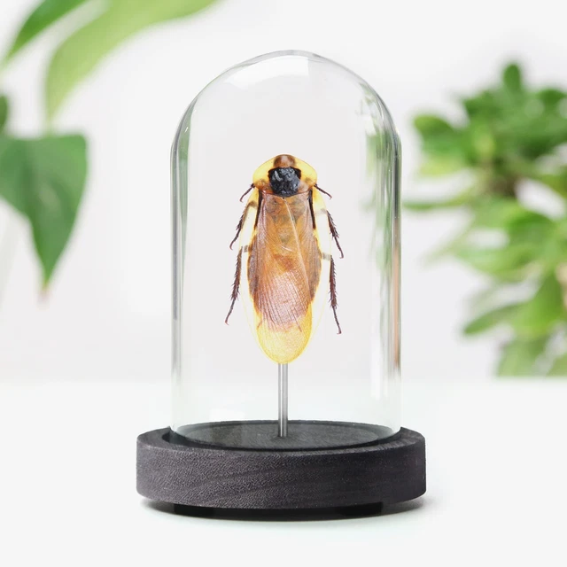 GIANT CAVE COCKROACH Insect Bug Taxidermy Box Frame Home Decor Interior ...