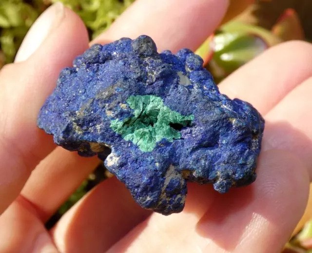 Beau Nodule Azurite Malachite Rubtsovsk Russie 3.5x3.5x2.5cm Minéraux collection