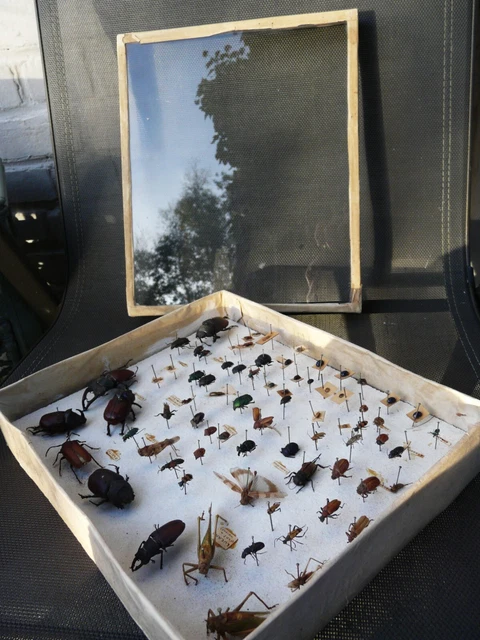 ANCIENNE BOÎTE ENTOMOLOGIE Insectes vers 1920 1930 cabinet curiosité ...