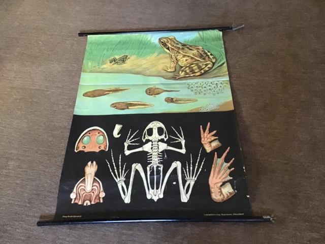 Biologie Schautafel Schaubild Frosch Kaulquappe
