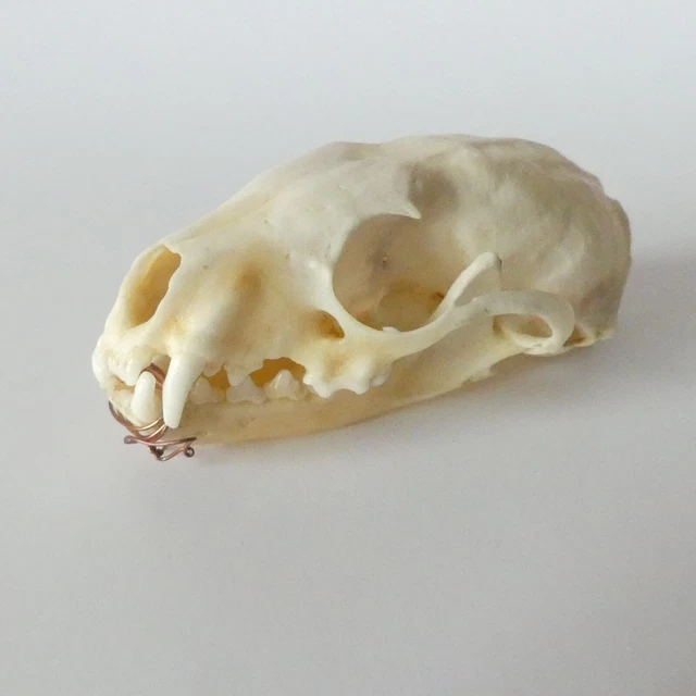 Marder Frettchen Original Skelettkopf Schädel Anatomiemodell Anatomie