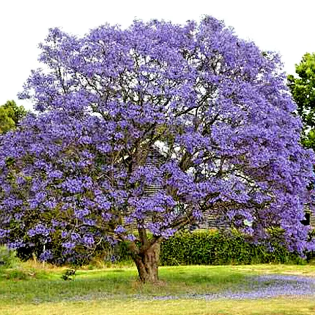 100 X Princess Tree Seeds,Empress Tree,Paulownia Landscape Garden Flowers Tree