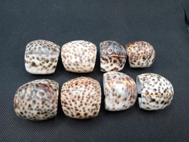 Real Tiger Cowrie Sea Shell Napkin Ring Holders Leapard Spotted Lot Of 8