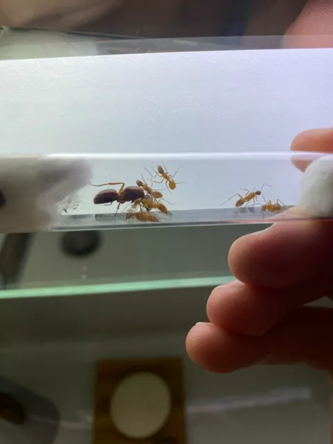 Queen Ant- Camponotus Castaneus - giant carpenter ants RARE! (Feeder Insect)