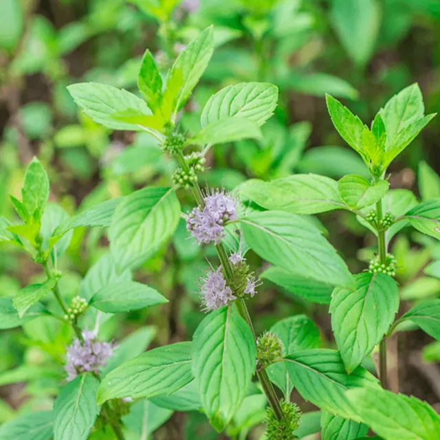 1000 Graines de Menthe Pouliot (Mentha pulegium) reproductibles non traitées