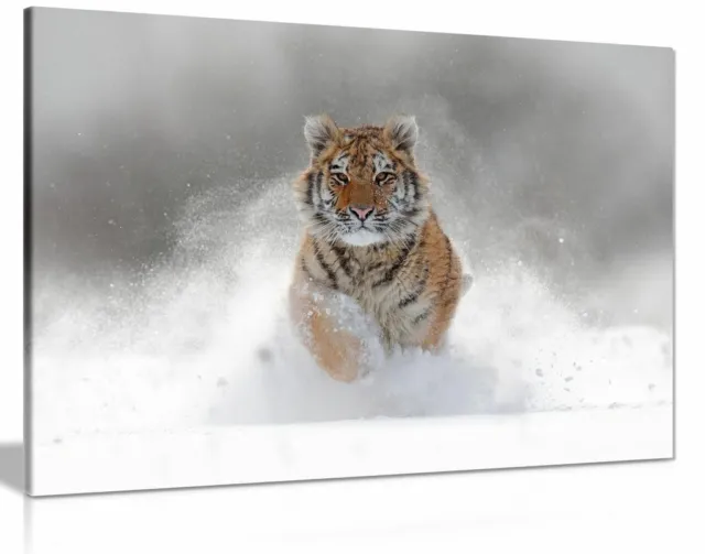 Siberian Tiger Running In Snow Wildlife Nature Canvas Wall Art Picture Print