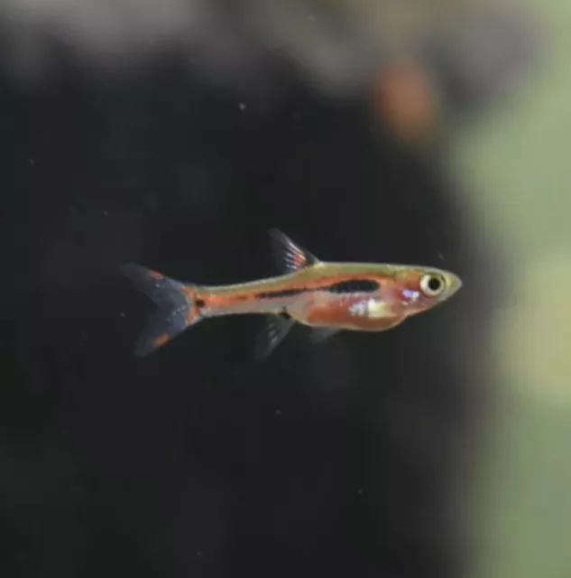 Live Chili Rasboras (Pack of 6 Freshwater Aquarium Nano Fish) *PLS READ DESCR*