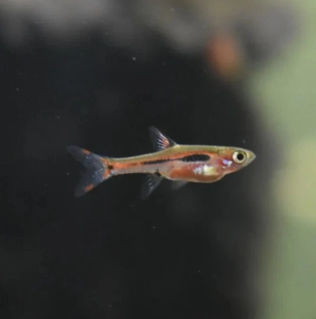 Live Chili Rasboras (Pack of 6 Freshwater Aquarium Nano Fish) *PLS READ DESCR*