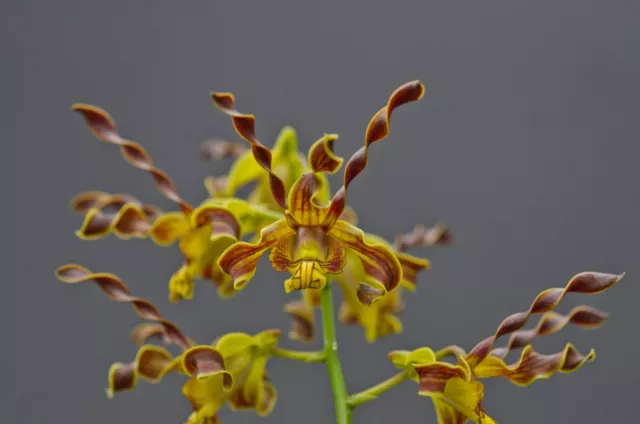 Orchid Species Dendrobium cochliodes Small Flowering Size