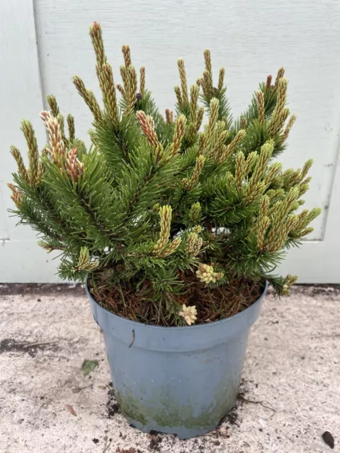 Pinus mugo 'Humpy' - Dwarf Mountain Pine for Small Gardens and Rockeries 5L