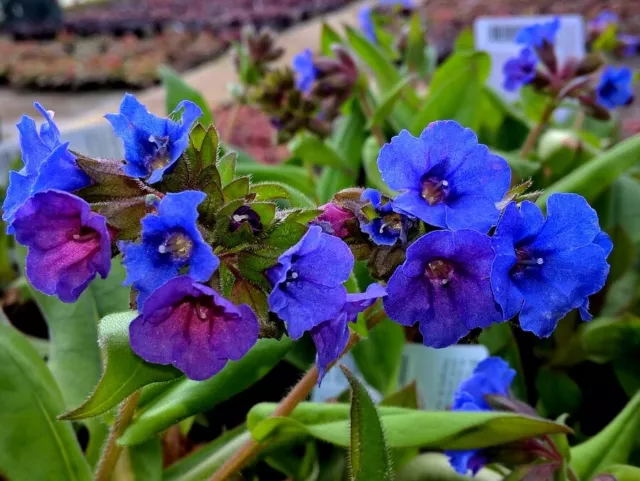 Pulmonaria Blue Ensign in a 9cm pot Lungwort