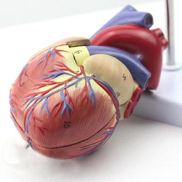 ANATOMY MODEL HEART of Man Anatomy Model Human Body medmod £28.81