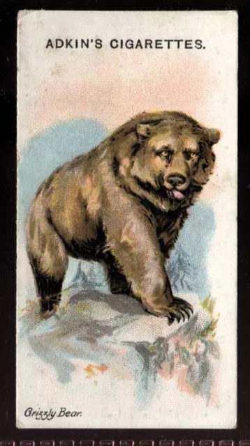 Tobacco Card, Adkin, WILD ANIMALS OF THE WORLD, 1923, Grizzly Bear