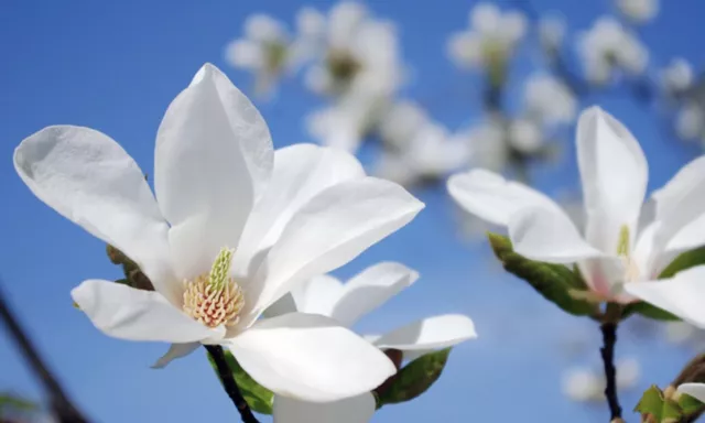 Magnolia Kobus Kobushi Magnolie, Japanisch Magnolia (5 Samen)