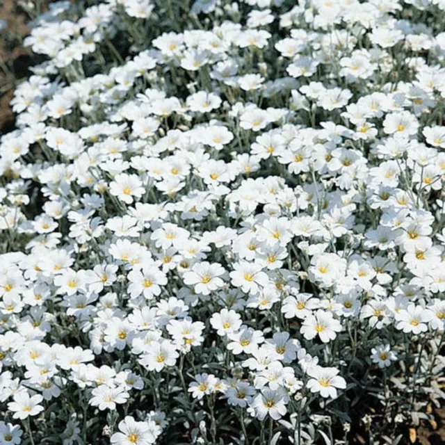 24 Cerastium Tomentosum Snow In Summer  Hardy Alpine Perennial Plug plants