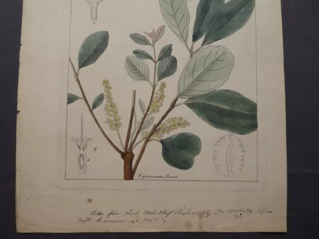 Kupferstich handcoloriert, Botanik, Combreataceae, Combretum glutinosum, um 1850 3