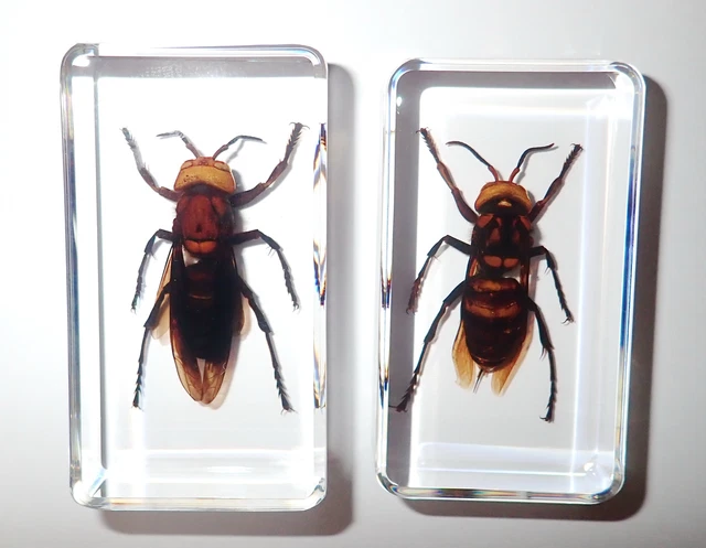 Murder Hornet & Tiger Hornet Set 2 Clear Acrylic Block BK2S Education Specimen