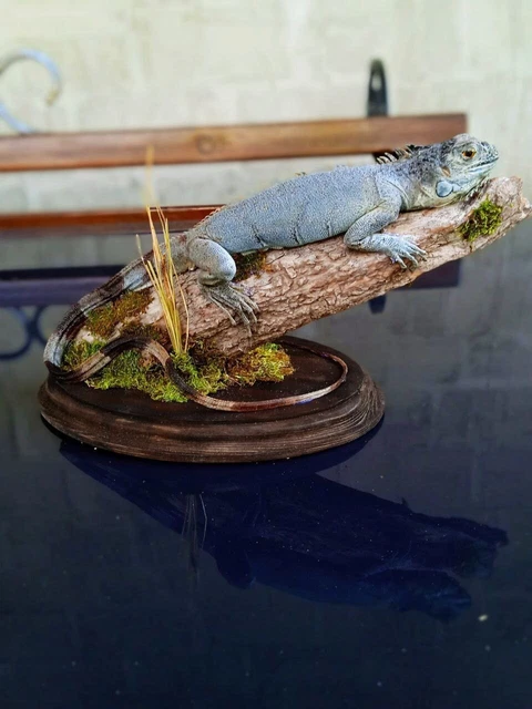 Iguana Lizard taxidermy Stand Mount With Paper Document