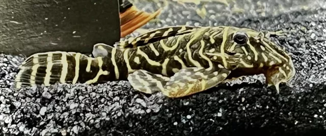 L129 Zebra Pleco 2.5 -3 Inches