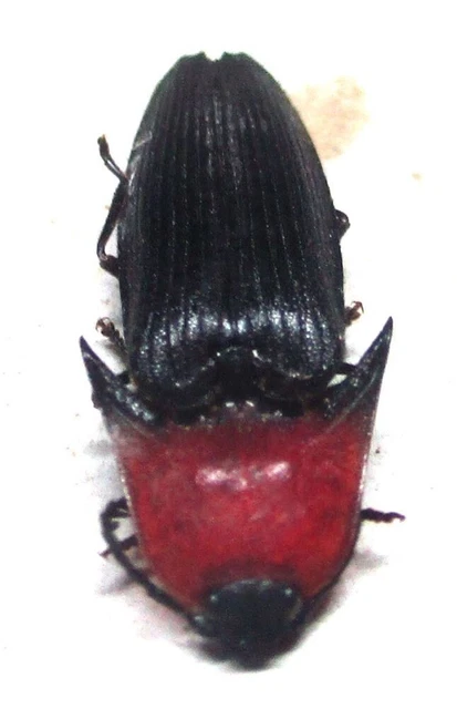 Q005 MI : Elateridae: Pachyderes species? 20mm**********************