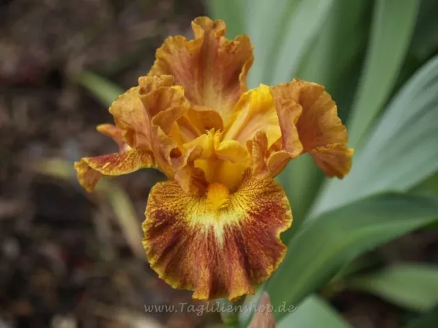 Schwertlilie / Iris " Apple Crisp "