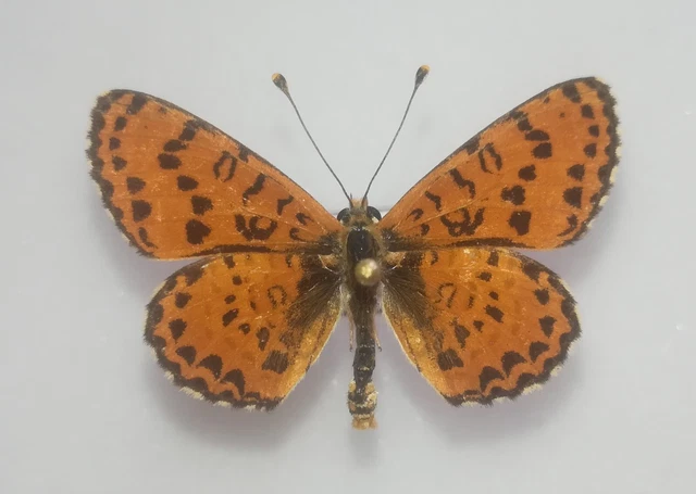 5    Melitaea didyma - Spotted Fritillary  -  ♂  -  France  ( lire  description)