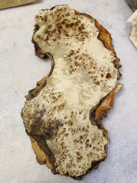 Baumscheibe 56 x 20 x 3  cm Pappel Maser Mapa Knolle  Poplar burl E 43