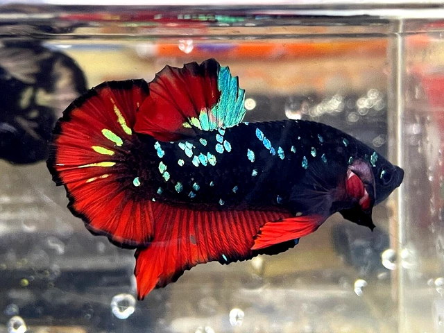 Live Betta Fish HMPK Avatar Vampire Red  Galaxy Green Gordon Male #SGJ03
