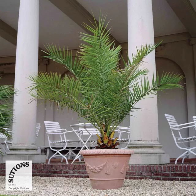 Palm Tree Canary Island Date Exotic Tropical Phoenix Canariensis 3 x 1.5L Pots